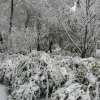 Первый снег.14.10.2007. (5).JPG
