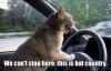cat_driving_caption.jpg